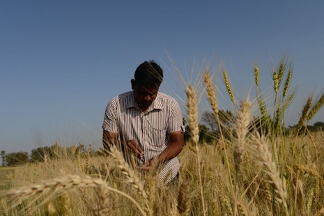 Climate fears force big changes on small South Asian farms