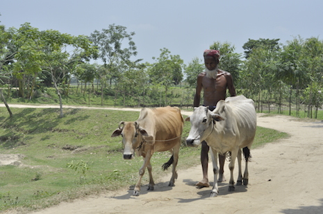 <p>Smuggling of cattle is one of the major causes of abuses and killings at the Bangladesh-India border. (Photo by Stephan Uttom). </p>