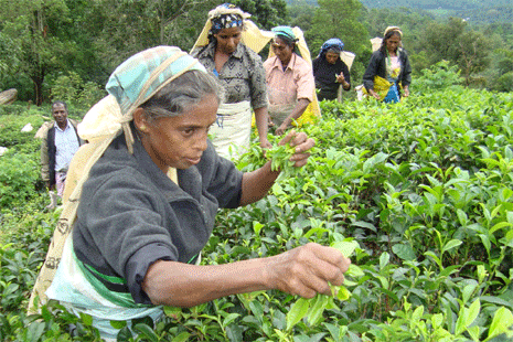 Activists issue warning to tea industry