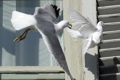 Pope's dove of peace attacked on takeoff by seagull
