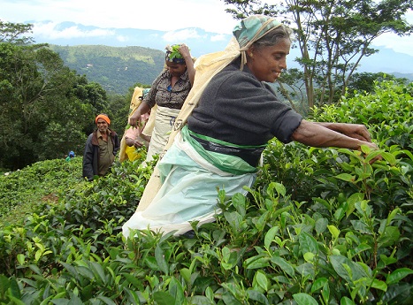 Tea workers accuse president of breaking promise