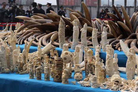 China announces one-year moratorium on imports of ivory carvings