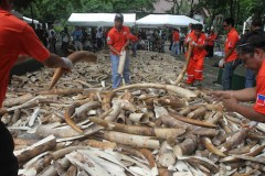 Say no to ivory, Philippine clergy told