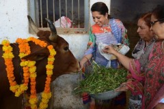 India's Supreme Court moves against cow vigilantism