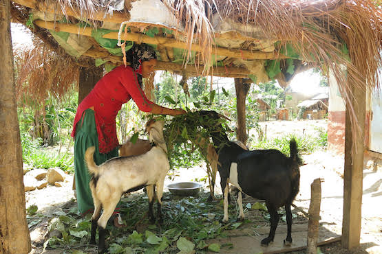 How Caritas Nepal transforms lives of smallholder farmers