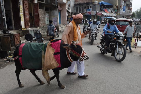 Indian cow vigilantes get life for lynching