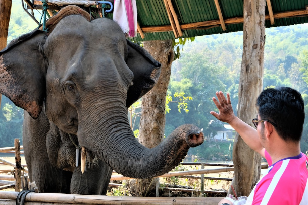 Thai elephants face starvation as Covid-19 kills tourism