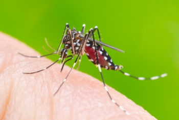 Dengue virus ravages impoverished Laos