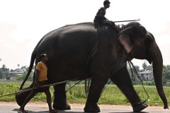 Jumbo-sized problem turns deadly in Sri Lanka