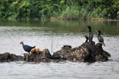 Cardinal joins battle to save Sri Lanka's diverse wetlands