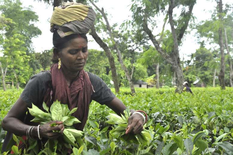 Assamese School Old Sex Video - Bangladeshi tea workers trapped in eternal slavery - UCA News