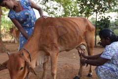 Sri Lanka ready to ban cattle slaughter