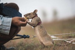 Cambodia's famed de-mining rat dies in retirement