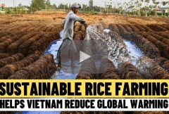 Sustainable rice farming helps Vietnam reduce global warming