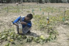 Bangladeshi farmers pay price for climate change