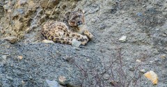 Nepali man takes snow leopards' welfare to new heights