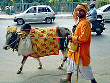 The cow is considered holy in orthodox Hinduism